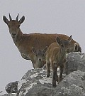 Spanish Ibex - Capra pyrenaica © Teresa Farino